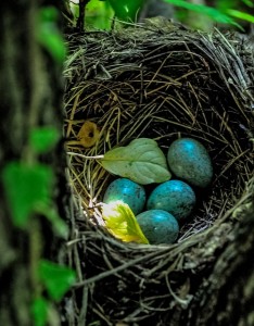 birds-nest-411754_640