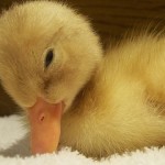 duckling