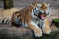 tiger-500118_640 (2)