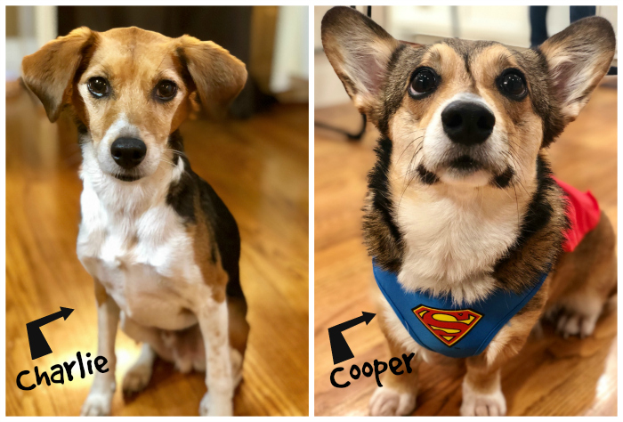 Charlie and Cooper collage 2019
