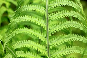 green fern