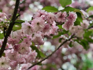 pink flowers spring tree blooming