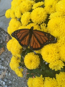 butterfly on  yellow mums