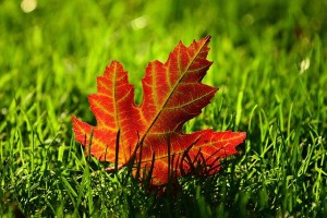 maple-leaf-3680684_640 (2)