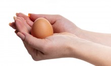 chicken egg in female hands