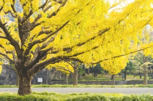 Yellow Gingko tree in autumn of Japan