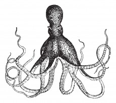 Octopus, vintage engraving.