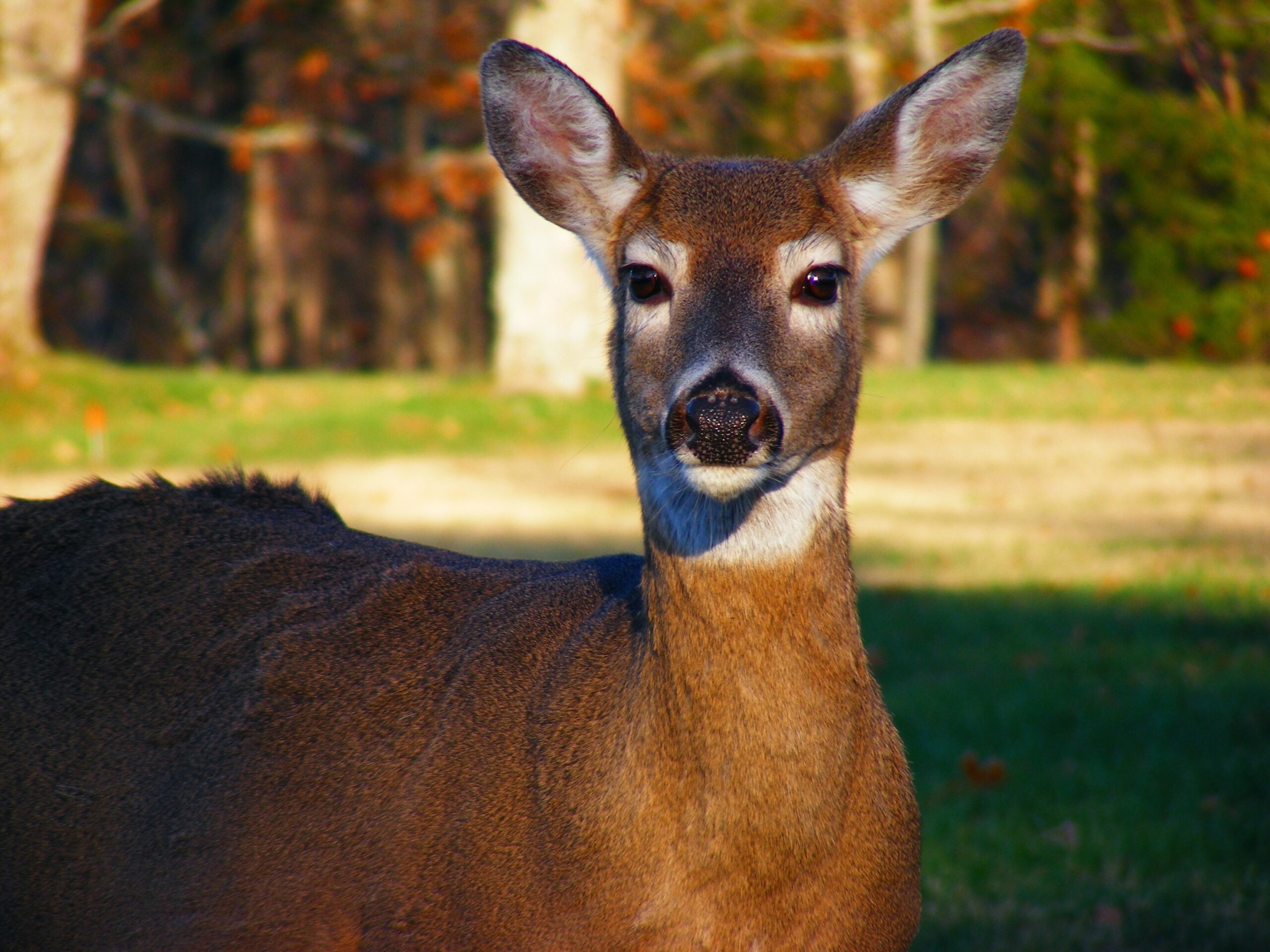 Oh deer!