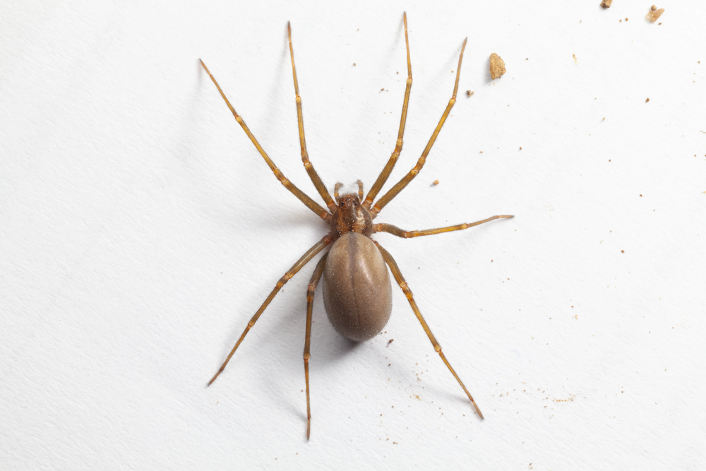 Not-so-itsy-bitsy spider